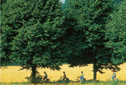 German Courses