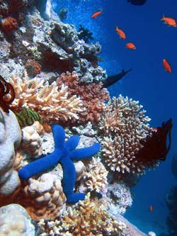 English courses in Australia