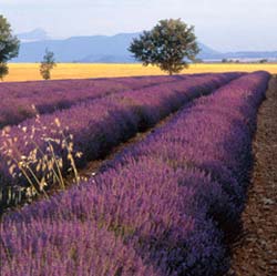 Provence