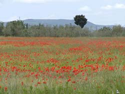 Italian Courses Tuscany
