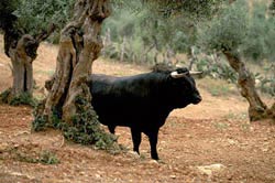 Spanischkurse in Spanien