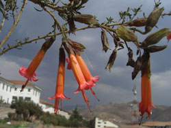Spanish Courses Peru